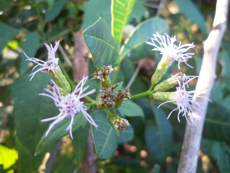 Conoclinium (Conoclinium)