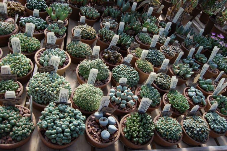 Conophytum (Conophytum)
