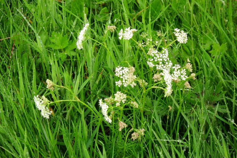 Conopodium (Conopodium)