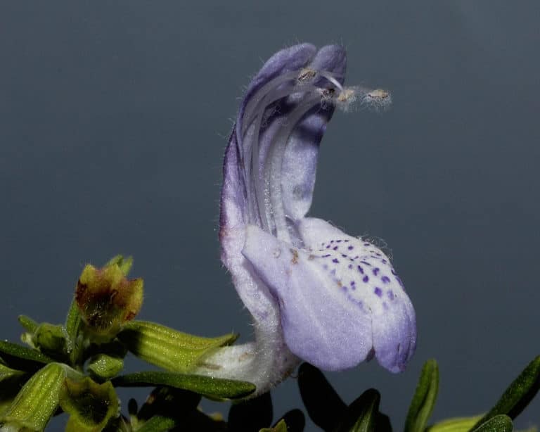 Conradina (Conradina)