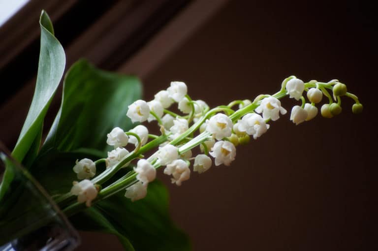 Convallaria (Convallaria)