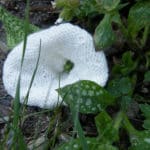 Liseron (Convolvulus)