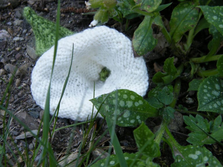 Liseron (Convolvulus)