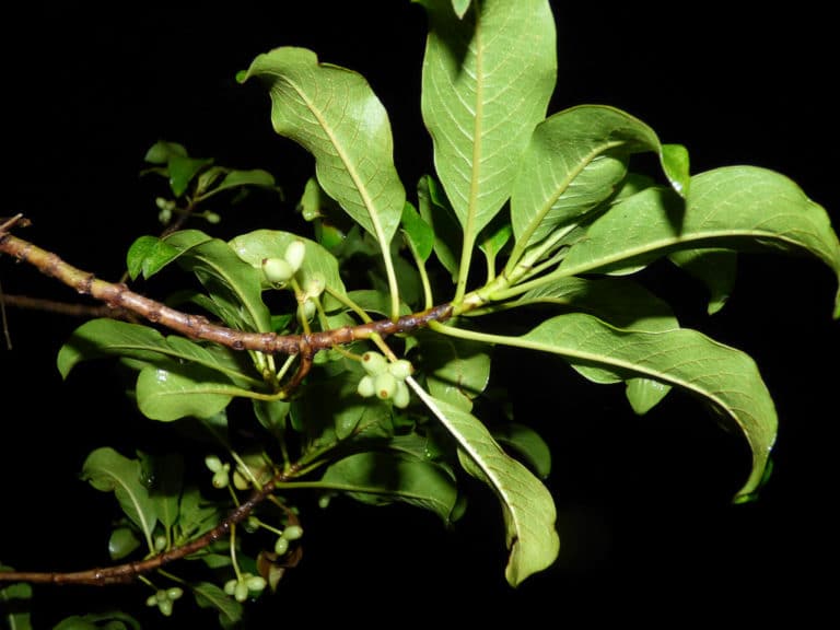 Coprosme (Coprosma)