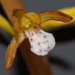 Corallorhiza