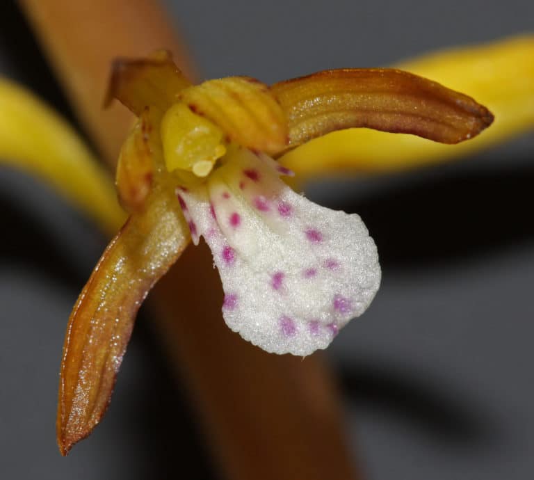 Corallorhiza (Corallorhiza)