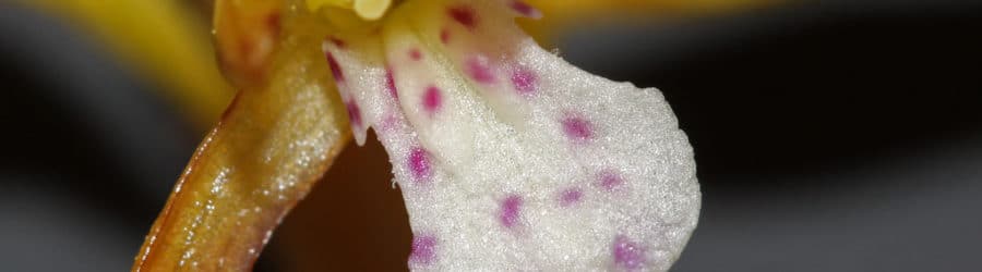 Corallorhiza Entretien, Plantation et Culture Conservation Nature