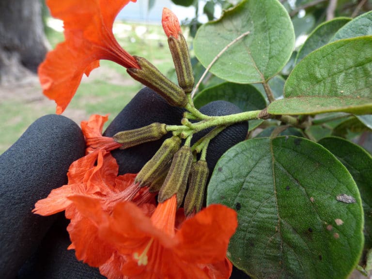 Cordia (Cordia)