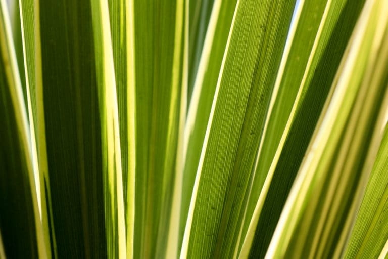 Cordyline (Cordyline)