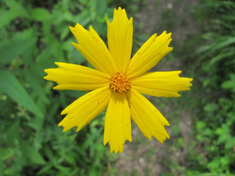 Coréopsis (Coreopsis)
