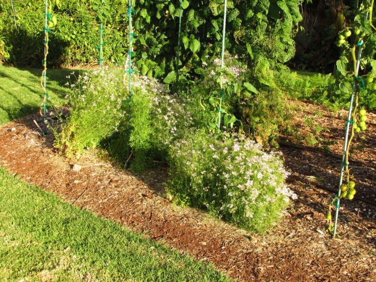 Coriandrum (Coriandrum)