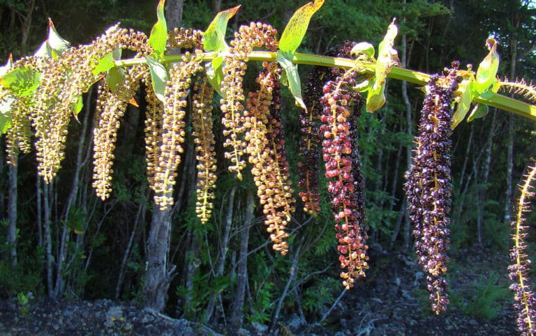 Coriariaceae (Coriaria)