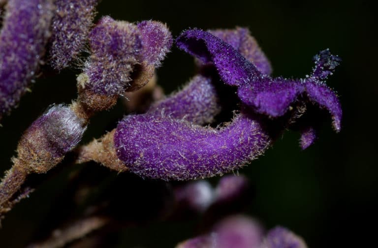 Cornutia (Cornutia)