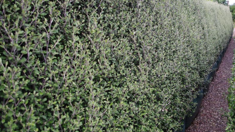 Corokia (Corokia)