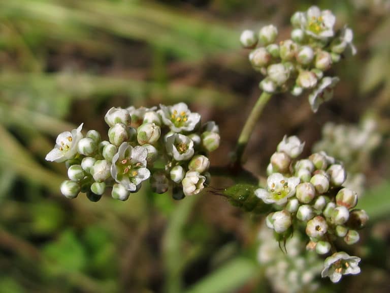 Corrigiole (Corrigiola)