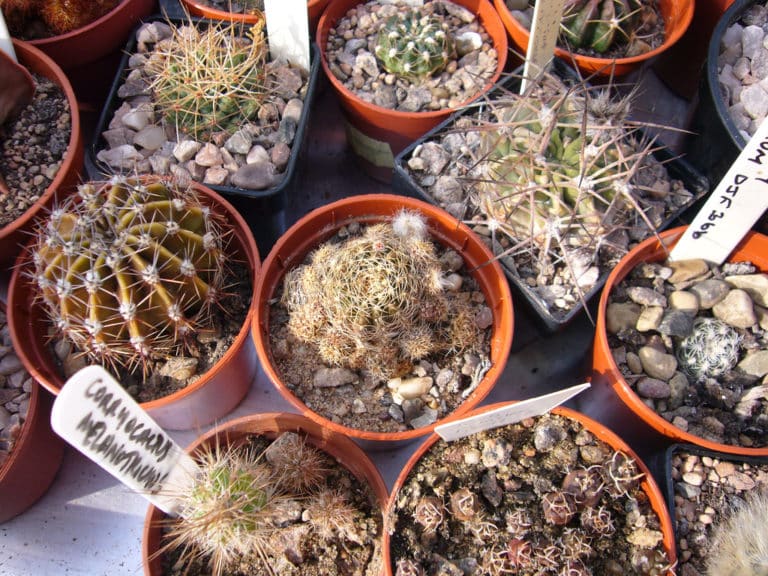 Corryocactus (Corryocactus)