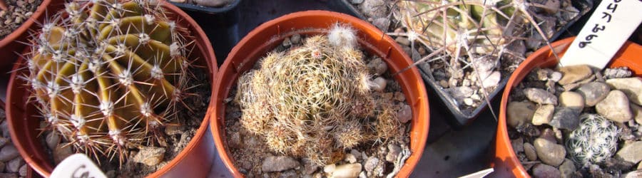 Corryocactus