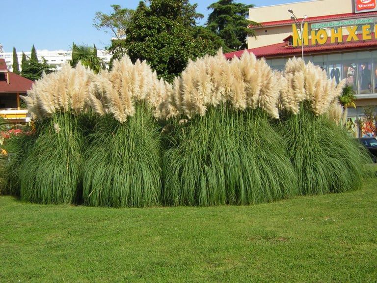 Lamprothyrsus (Cortaderia)