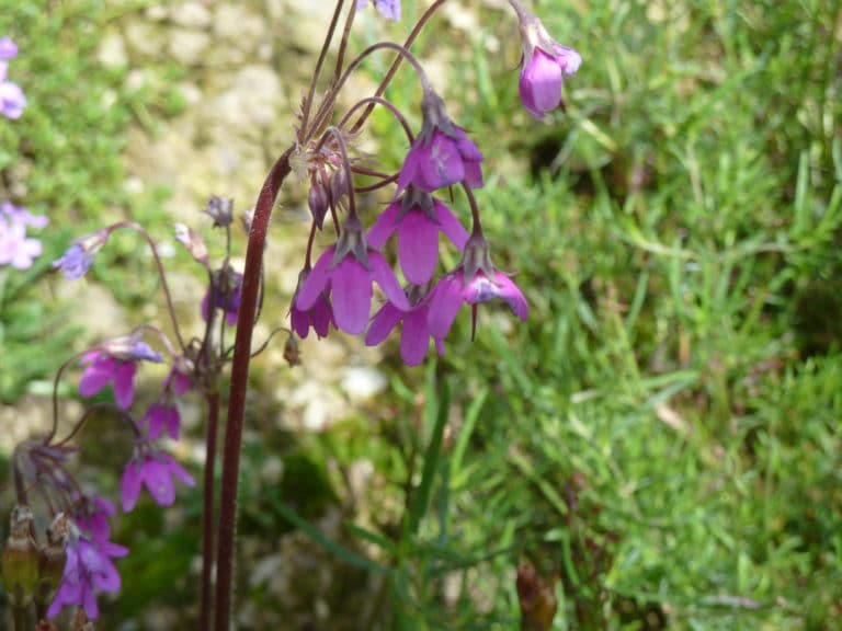 Cortusa (Cortusa)