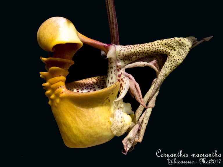 Coryanthes (Coryanthes)