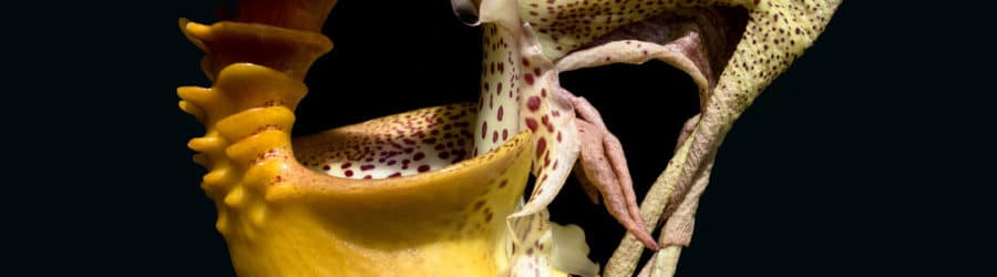 Coryanthes