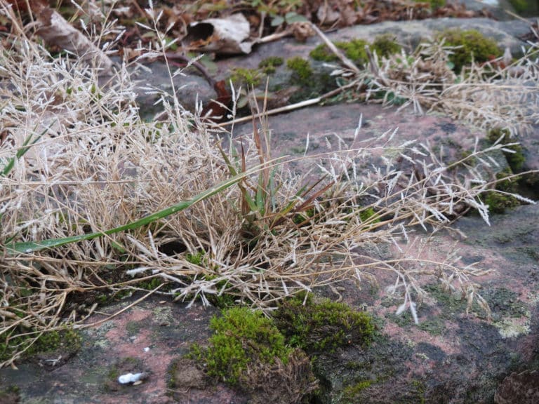 Corynephorus (Corynephorus)