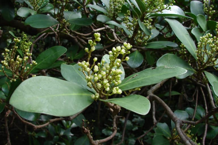 Corynocarpus (Corynocarpus)