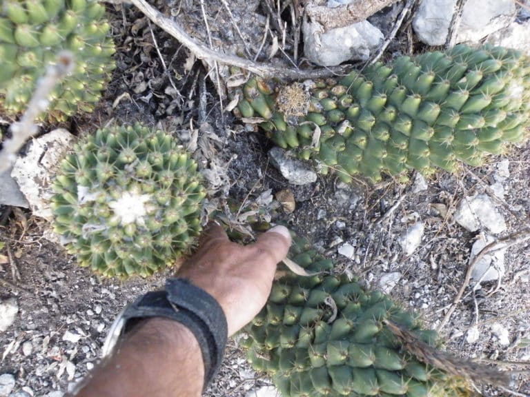 Coryphantha (Coryphantha)