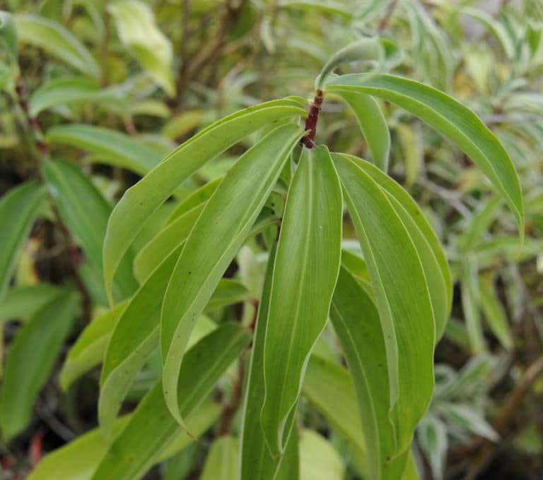 Costus (Costus)
