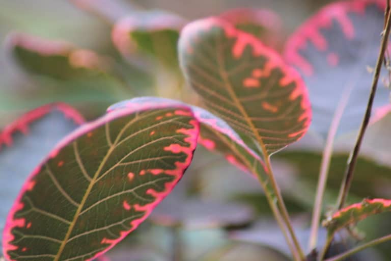 Cotinus (Cotinus)