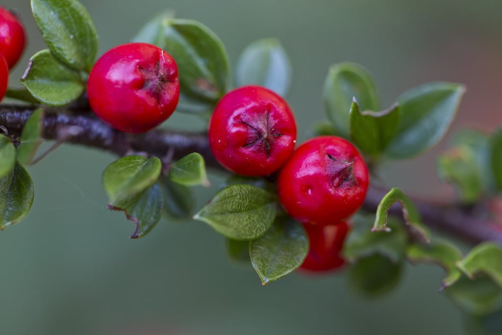 Cotonéaster (Cotoneaster)