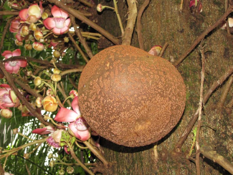 Couroupita (Couroupita)