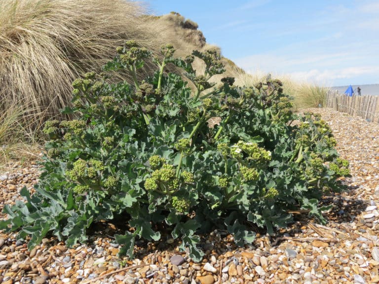 Crambe (Crambe)