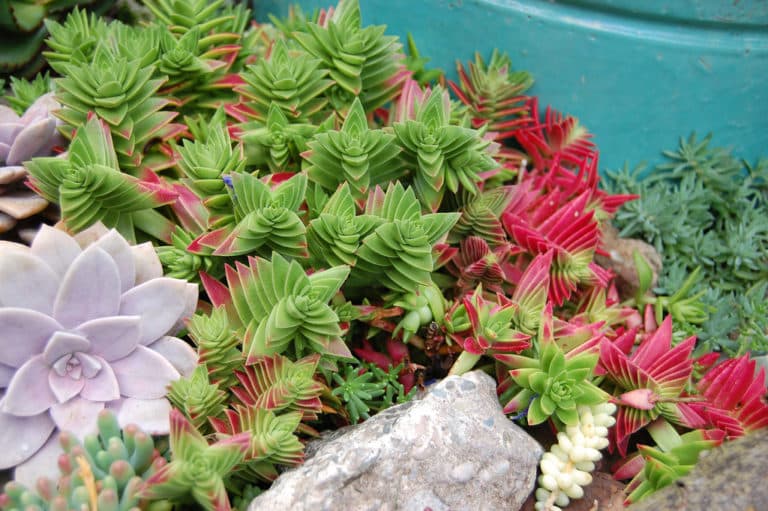 Crassula (Crassula)