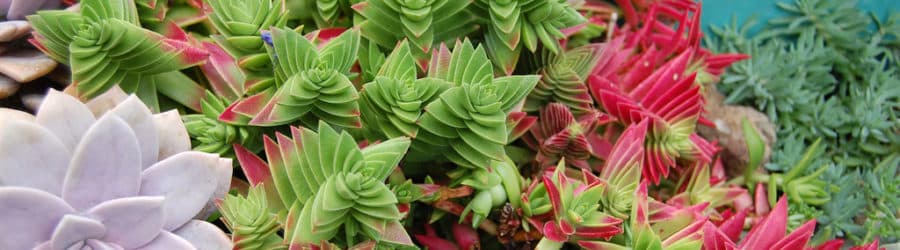 Crassula