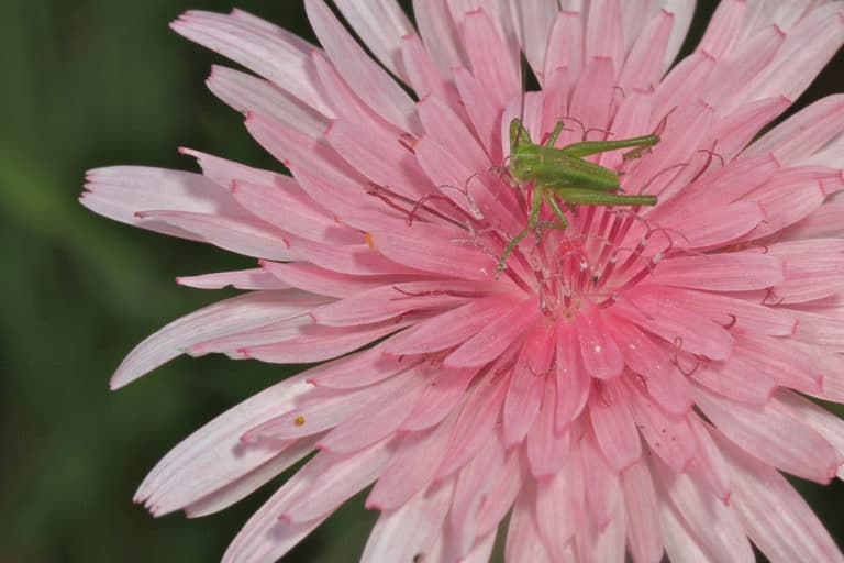 Crépides (Crepis)