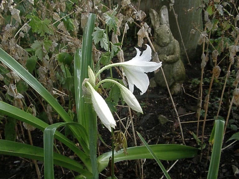 Crinole (Crinum)