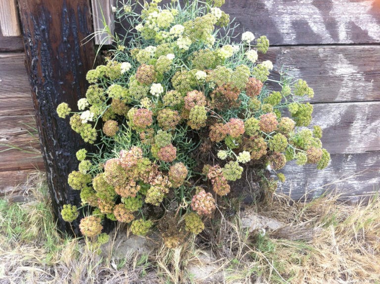Criste marine (Crithmum)