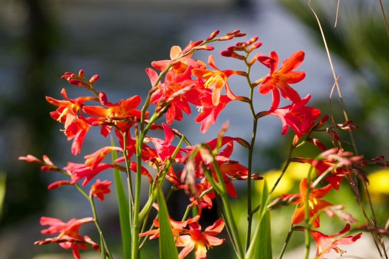 Crocosmia (Crocosmia)