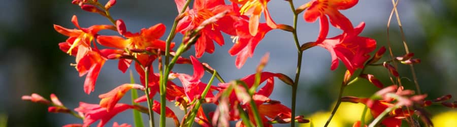 Crocosmia