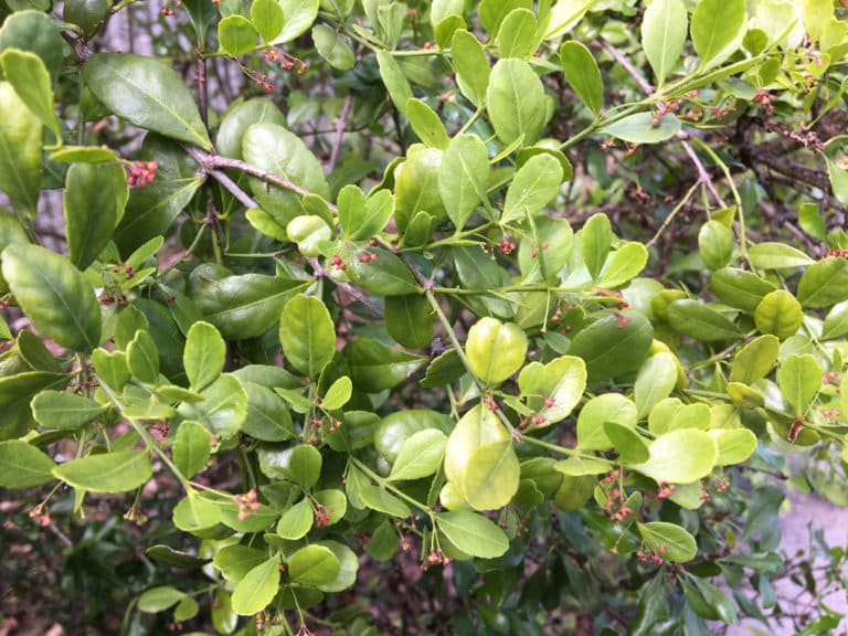 Crossopetalum (Crossopetalum)