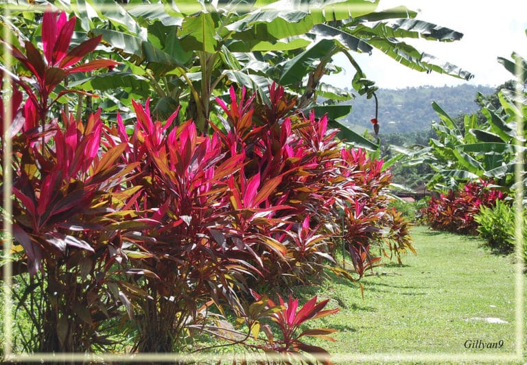 Croton (Croton)