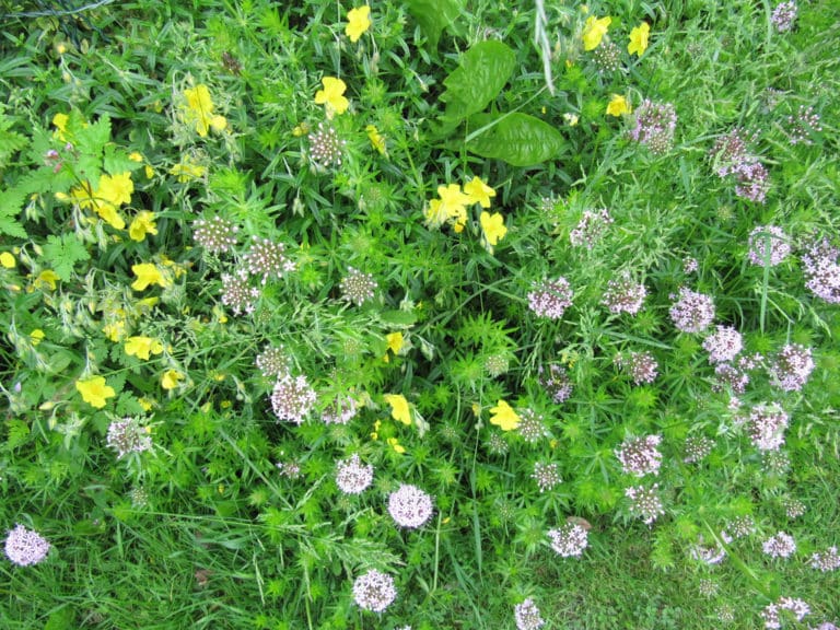 Crucianelles (Crucianella)