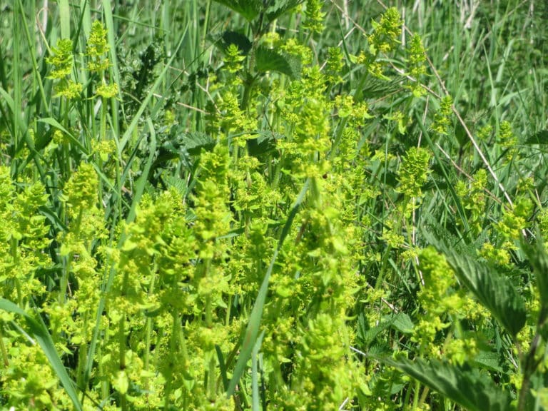 Cruciata (Cruciata)