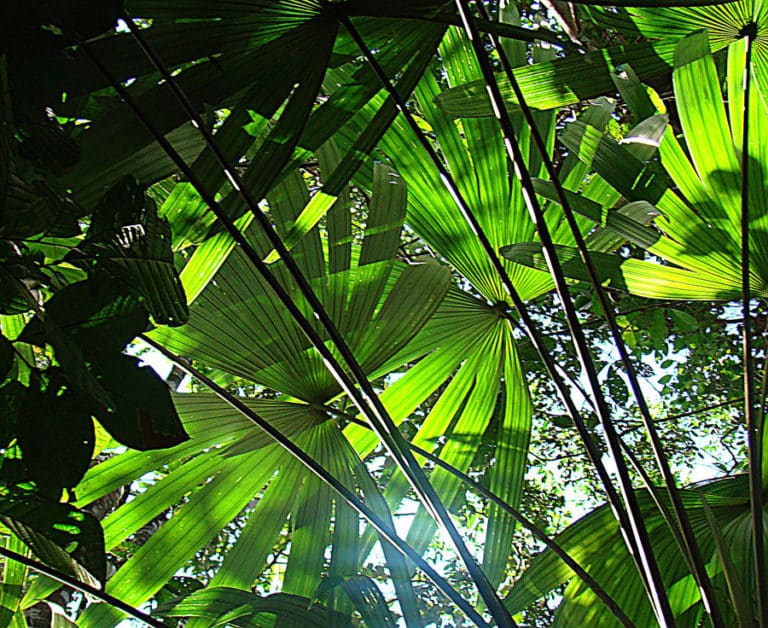 Cryosophila (Cryosophila)
