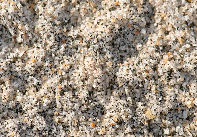 Crypsis (Crypsis)