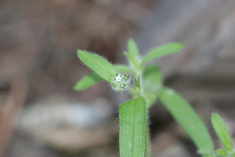 Cryptantha (Cryptantha)
