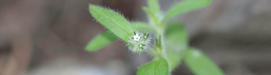 Cryptantha