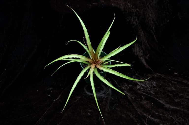 Cryptanthus (Cryptanthus)