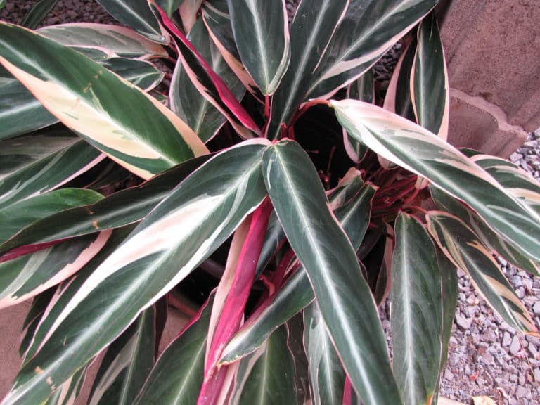 Ctenanthe (Ctenanthe)